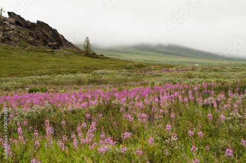 Flowery landscape in the Urals near Vorkuta.