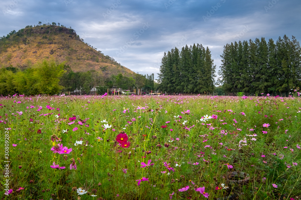 Cosmos flower field and landscape