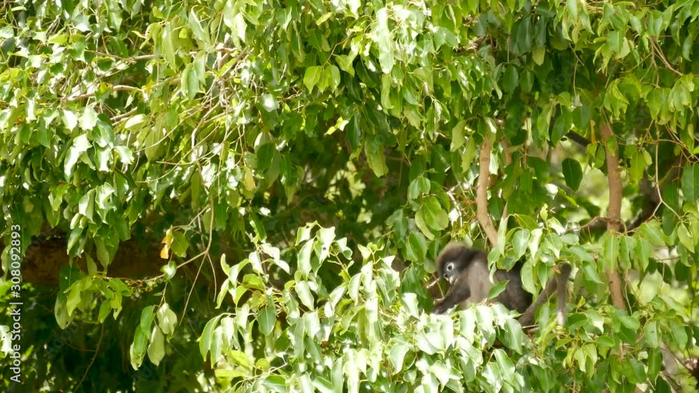 Cute spectacled leaf langur, dusky monkey on tree branch amidst green leaves in Ang Thong national park in natural habitat. Wildlife of endangered species of animals. Environment conservation concept. Cute spectacled leaf langur, dusky monkey on tree branch amidst green leaves in Ang Thong national park in natural habitat. Wildlife of endangered species of animals. Environment conservation concept.