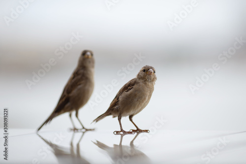 sparrow bird sits on a light background