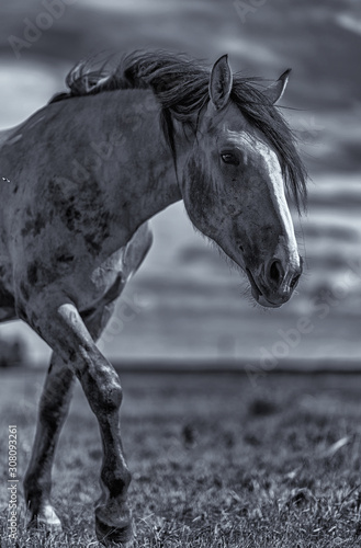 A horse grazes on the field. Black and white photography.
