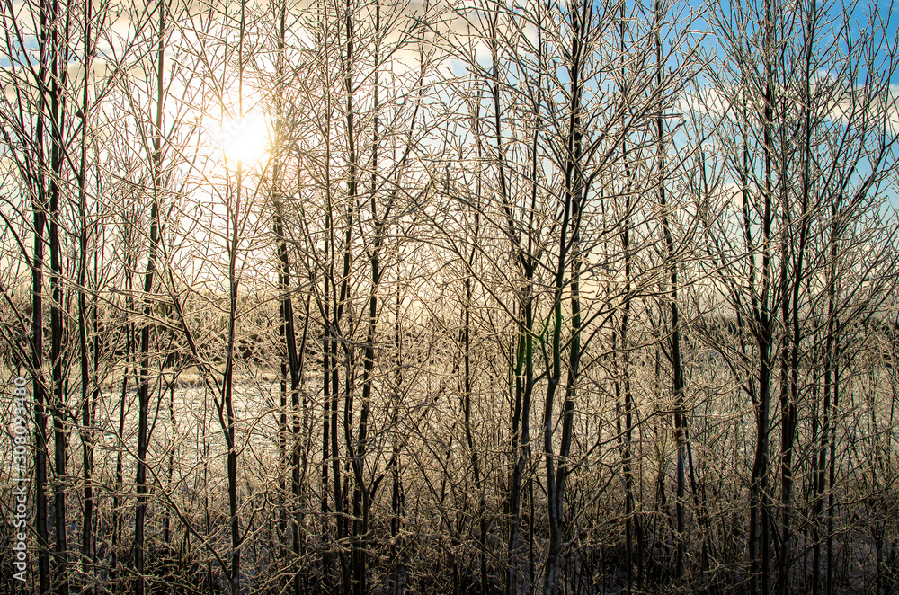 Sunlight through trees in winter Sunlight through trees in winter