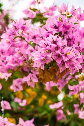 purple bougainvillea flower