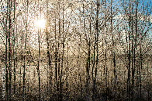 Sunlight through trees in winter