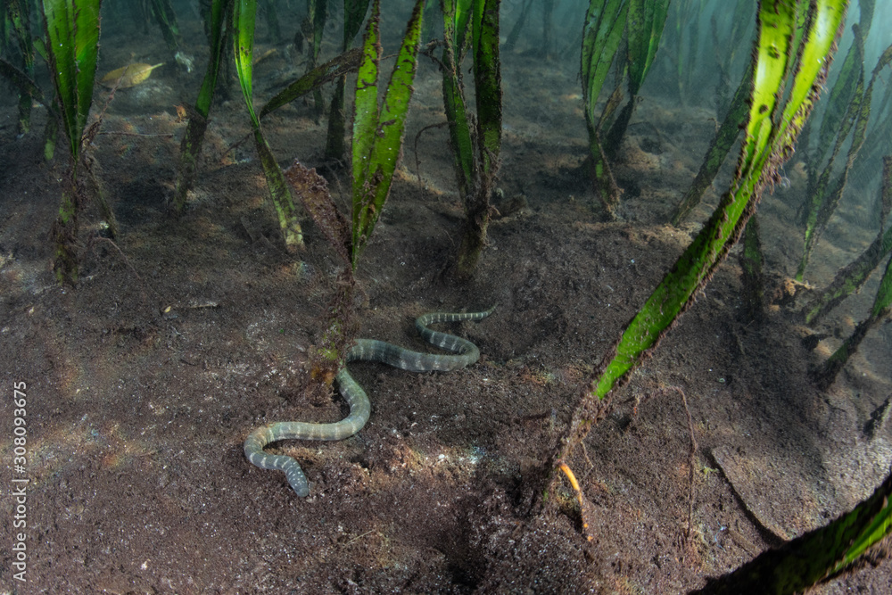 A Marine file snake slithers across the seafloor of a seagrass bed in