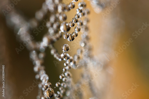 A spider web in the early morning covered with dew drops. © Olivier Vandeginste