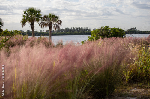 Field of pink muhly grass along water with palm trees