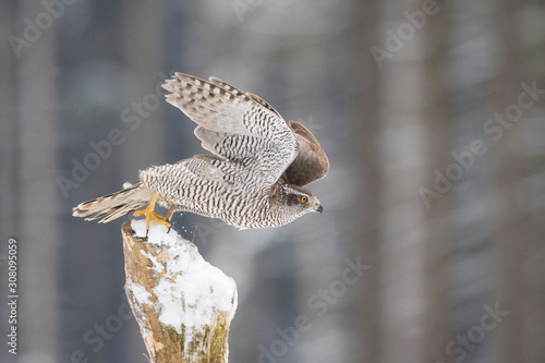 The Northern Goshawk or Accipiter gentilis is flying in the snowy winter forest.