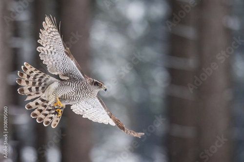The Northern Goshawk or Accipiter gentilis is flying in the snowy winter forest.