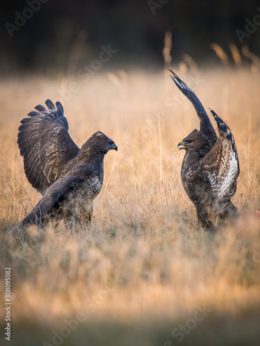 The Common Buzzard, Buteo buteo is sitting in the dry grass in autumn environment of wildlife. Golden light.. photo