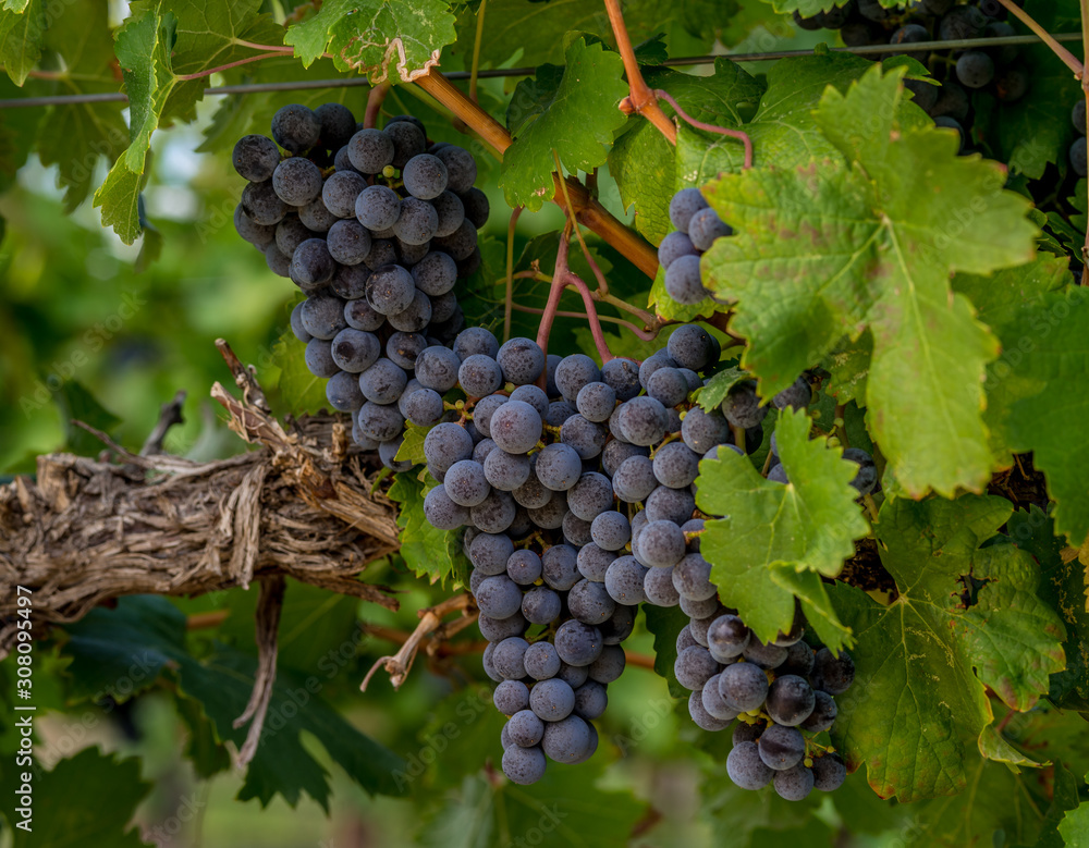 Close up image of wine grapes hanging on the vine ready for harvest