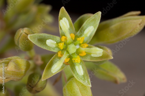 Close-up of the advocado tree flower