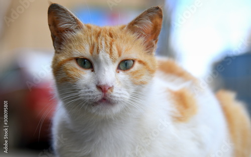 Orange-weiße Katze 