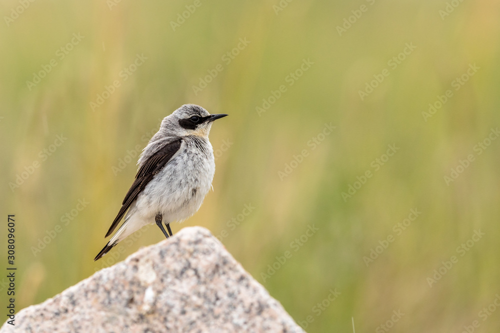 Northern Wheatear- Oenanthe oenanthe - Male bird sits on a rock with green natural background Northern Wheatear- Oenanthe oenanthe - Male bird sits on a rock with green natural background