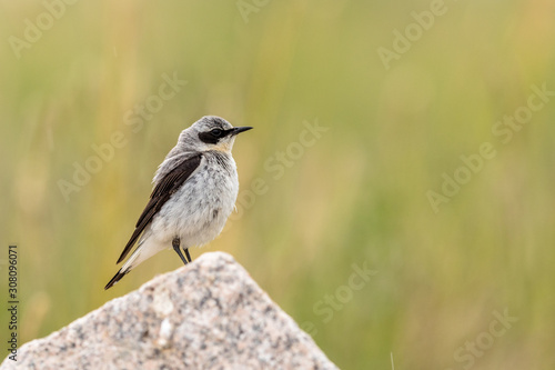Northern Wheatear- Oenanthe oenanthe - Male bird sits on a rock with green natural background