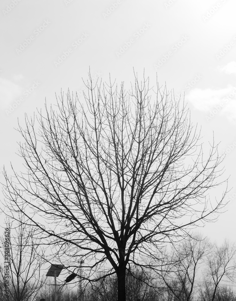 Silhouette of deciduous tree in winter time view Silhouette of deciduous tree in winter time view