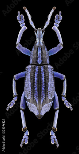 Beetle Eupholus bennetti on a black background photo