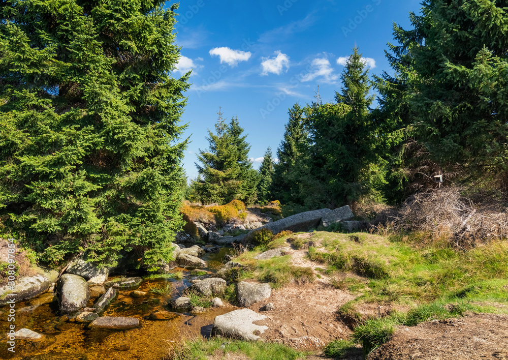 Typical spruce forest of mount Jizera, Jizerske Mountains, Czech Republic, Northern Bohemia.