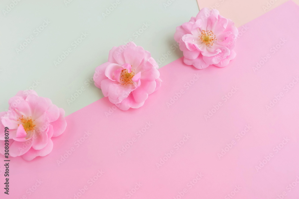 Flowers background pastel colors. Pink roses buds on pink mint background top view copy space.Minimal holiday concept