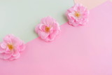 Flowers background pastel colors. Pink roses buds on pink mint background top view copy space.Minimal holiday concept