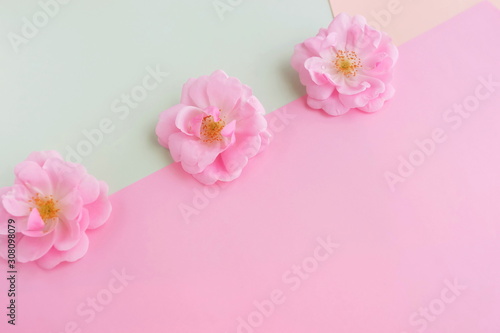 Flowers background pastel colors. Pink roses buds on pink mint background top view copy space.Minimal holiday concept © irenastar