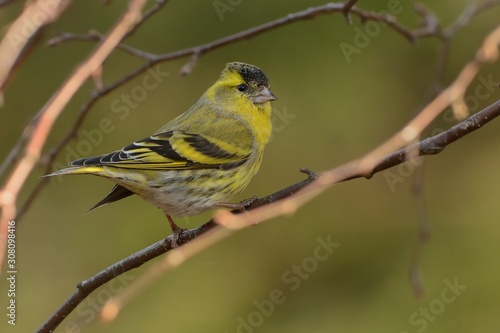 Eurasian Siskin - Spinus spinus sitting - male on the branch, small passerine bird in the finch family Fringillidae. It is also called the European siskin, common siskin or just siskin