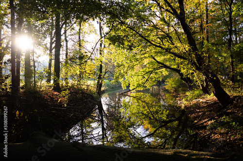 amsterdam forest 