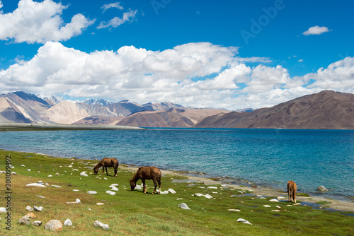 Ladakh, India - Aug 05 2019 - Horse at Pangong Lake view from Between Spangmik and Maan in Ladakh, Jammu and Kashmir, India.