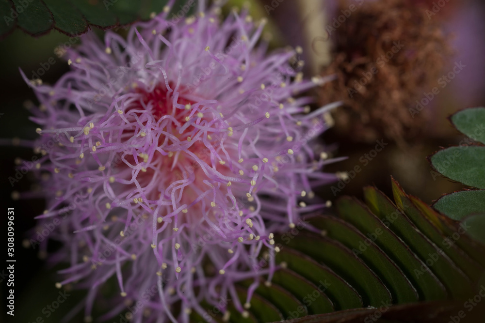 A hairy reacting flower. A hairy reacting flower.