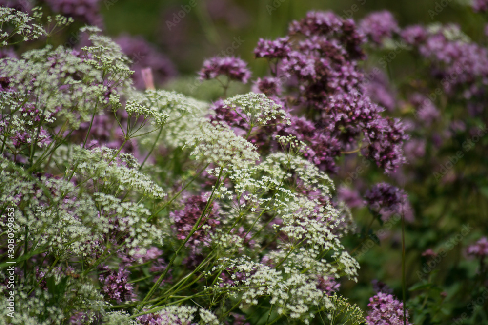 In summer, white, lilac wildflowers and various herbs in the meadow. Summer medicinal plants.