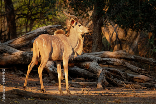 Greater Kudu - Tragelaphus strepsiceros woodland antelope found throughout eastern and southern Africa