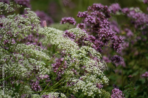 In summer, white, lilac wildflowers and various herbs in the meadow. Summer medicinal plants.