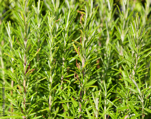 Rosemary Herb Background