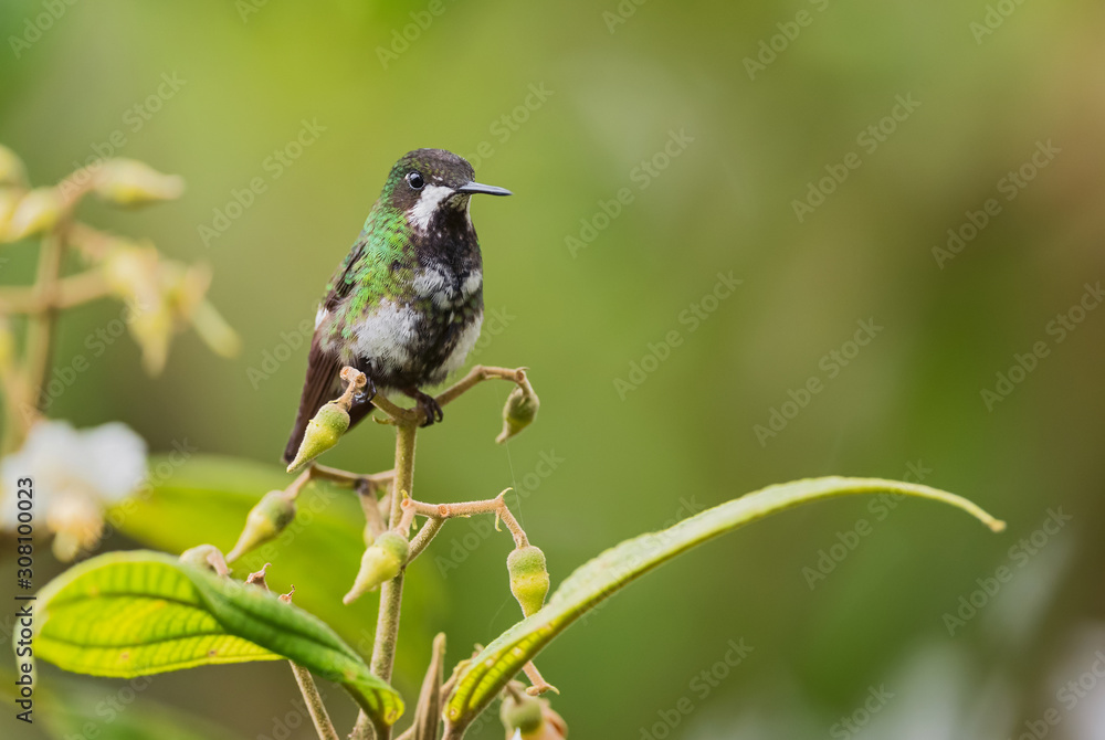 Obraz premium Green Thorntail - Discosura conversii, beautiful green and white hummingbird from western Andean slopes, Mindo, Ecuador.