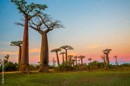 Fotografie, Tablou Beautiful Baobab trees at sunset at the avenue of the baobabs in Madagascar