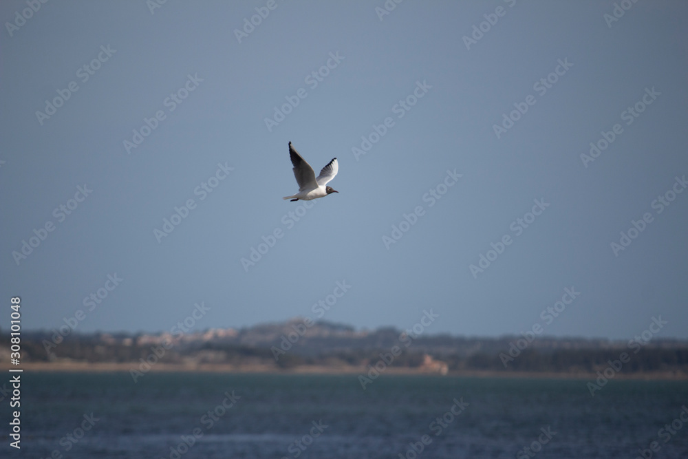 Black tern guifette noire Chlidonias niger Black tern guifette noire Chlidonias niger