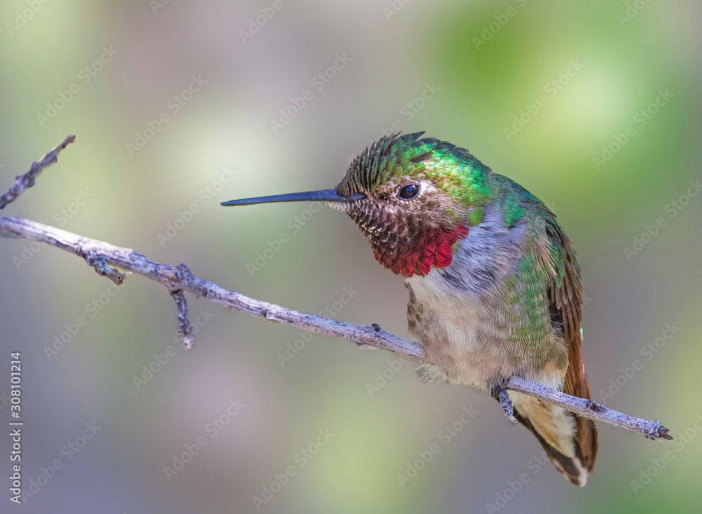 Fototapeta premium broad-tailed hummingbird feeding at a flower