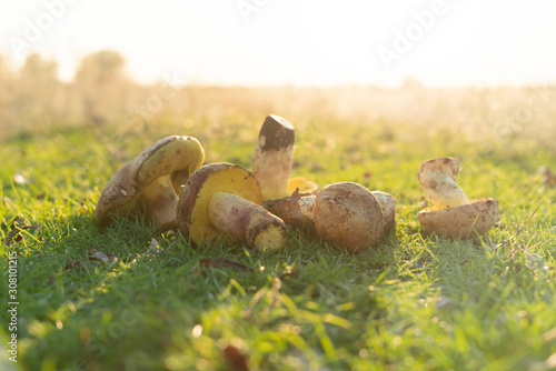 the bunch of some collected fresh mushrooms lying on the grass in the forest,