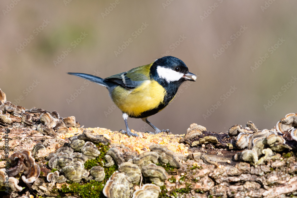 Fototapeta premium Cinciallegra