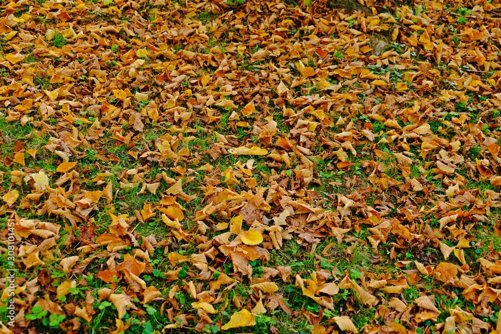 Dry maple leaves falling on the floor in the backyard. Dry maple leaves falling on the floor in the backyard.