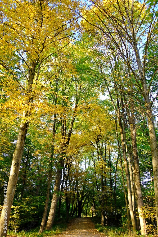 Walk into a forest covered by high trees with yellowing leaves in Fall or Autumn. Walk into a forest covered by high trees with yellowing leaves in Fall or Autumn.