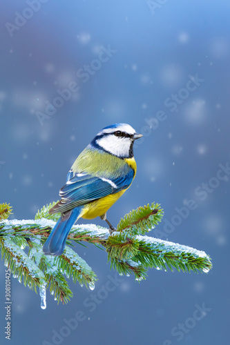 Winter and birds. Blue nature background. © serkanmutan