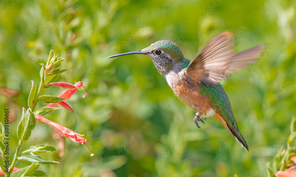 Fototapeta premium koliber szerokoogonowy żerujący na kwiatku