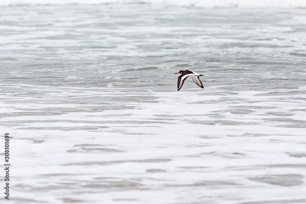 Fototapeta premium Oyster Catcher in Flight