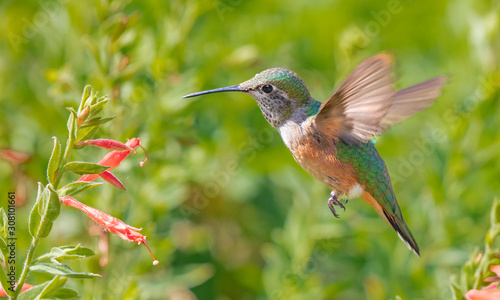 broad-tailed hummingbird feeding at a flower