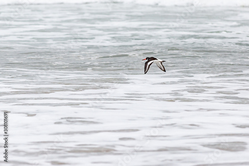 Oyster Catcher in Flight photo