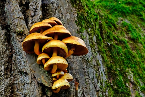Pholiota adiposa mushrooms on a tree with blurred green lichen background. photo