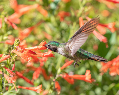 broad-tailed hummingbird feeding at a flower photo