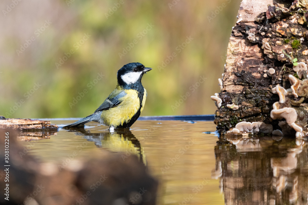 Obraz premium Cinciallegra