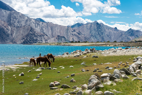 Ladakh, India - Aug 05 2019 - Horse at Pangong Lake view from Between Spangmik and Maan in Ladakh, Jammu and Kashmir, India. © beibaoke